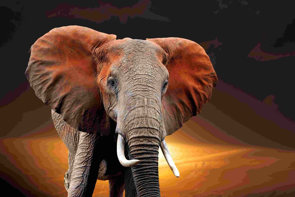 [PXM023] PXM023 - ELEPHANT ON SUNSET 1800 X 1100