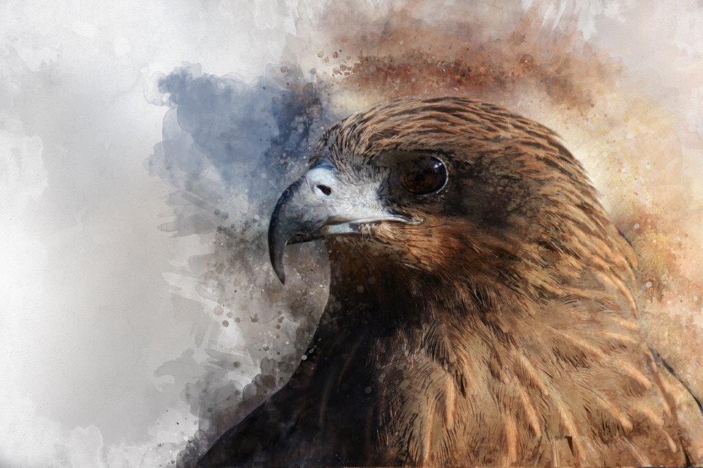 [PXM008] PRINT ON CANVAS FALCON 1200X800MM